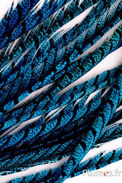 Faisan Lady Armherst - 75-85 cm - turquoise